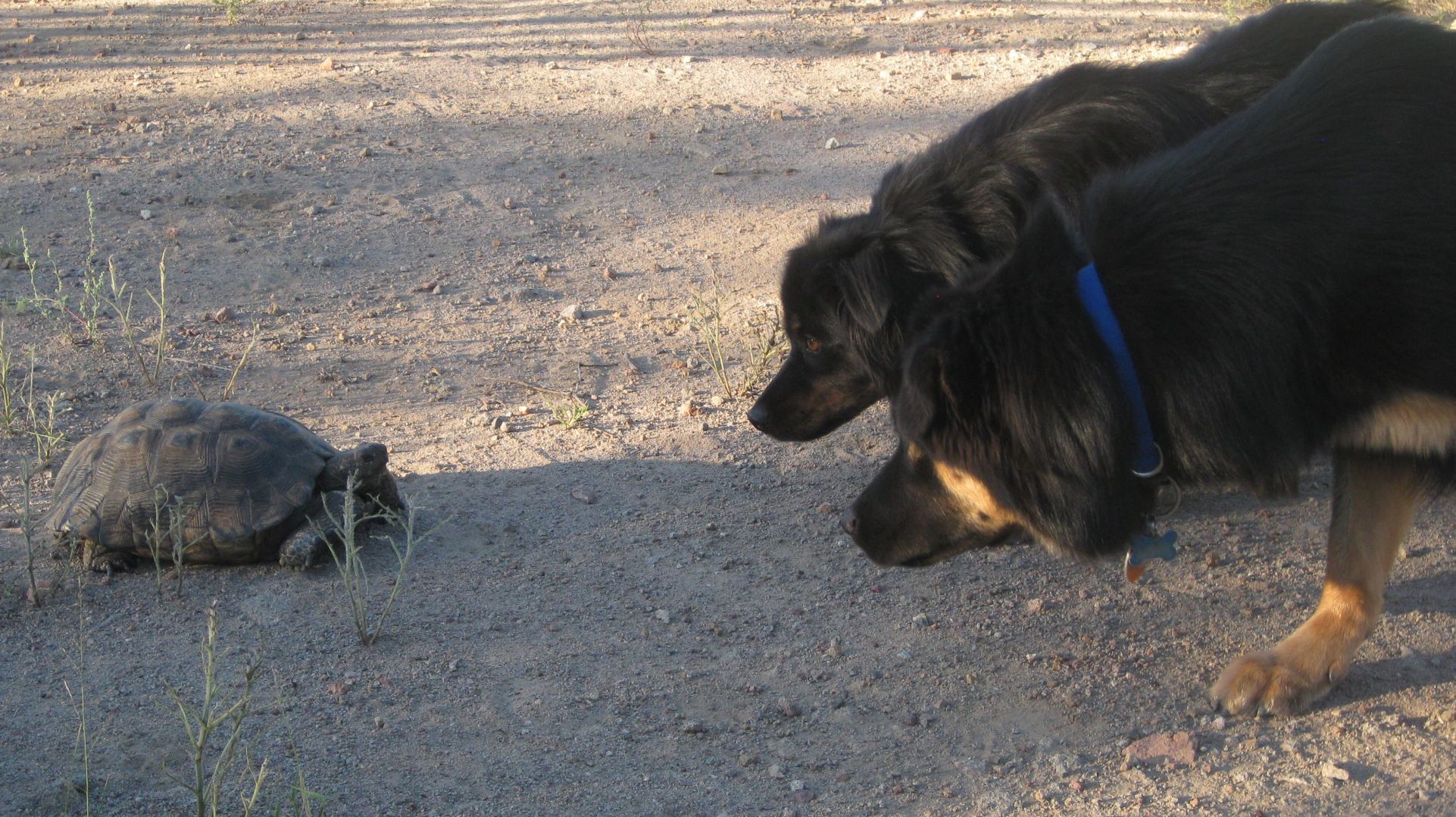 Readers share their desert tortoise photos